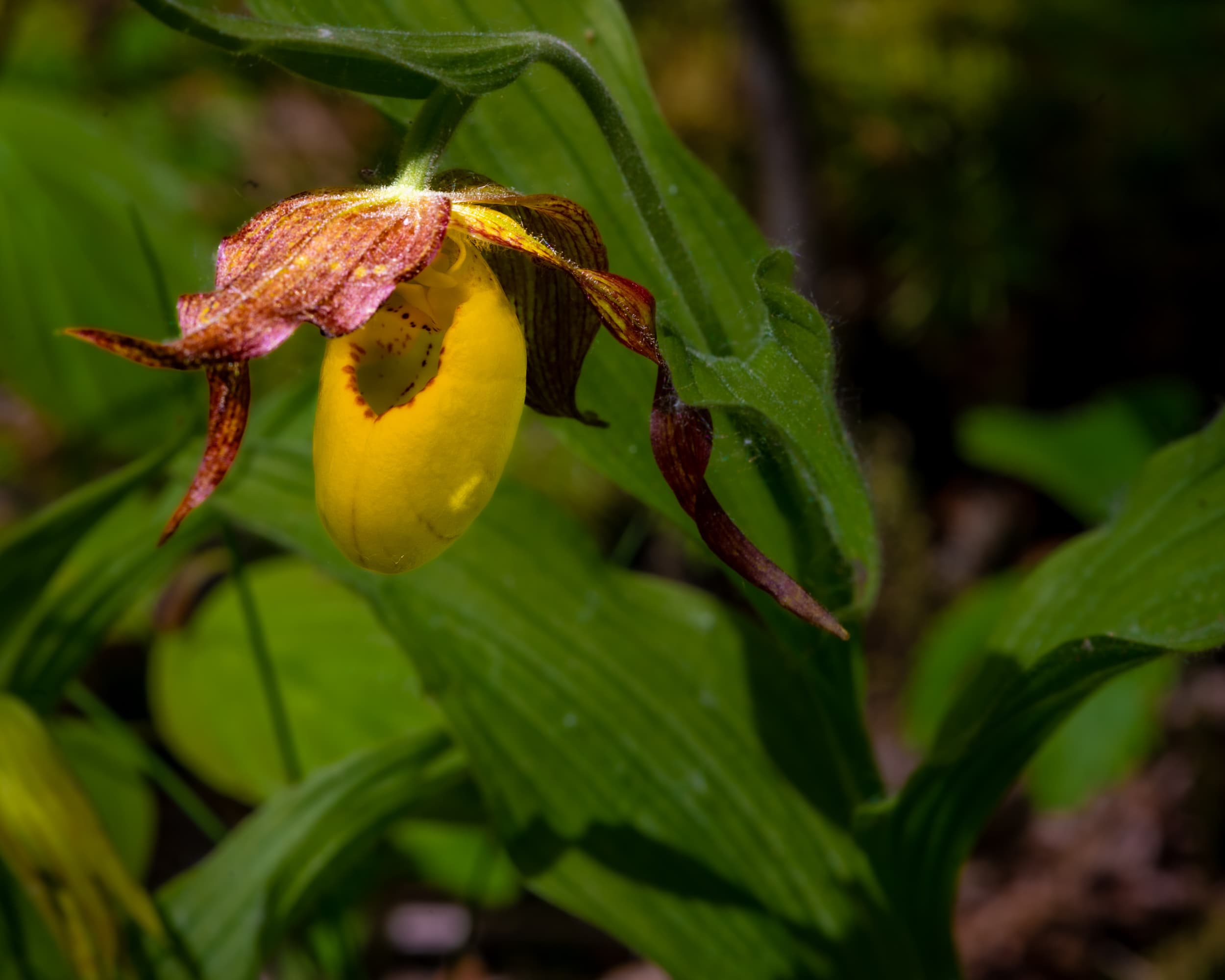 Photograph from the fine art print gallery collection (4)