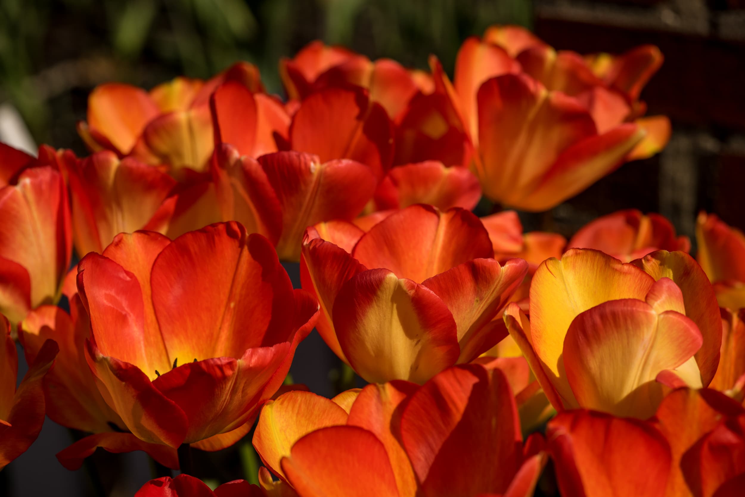 Photograph from the Nielsen Photography homepage collection (1)