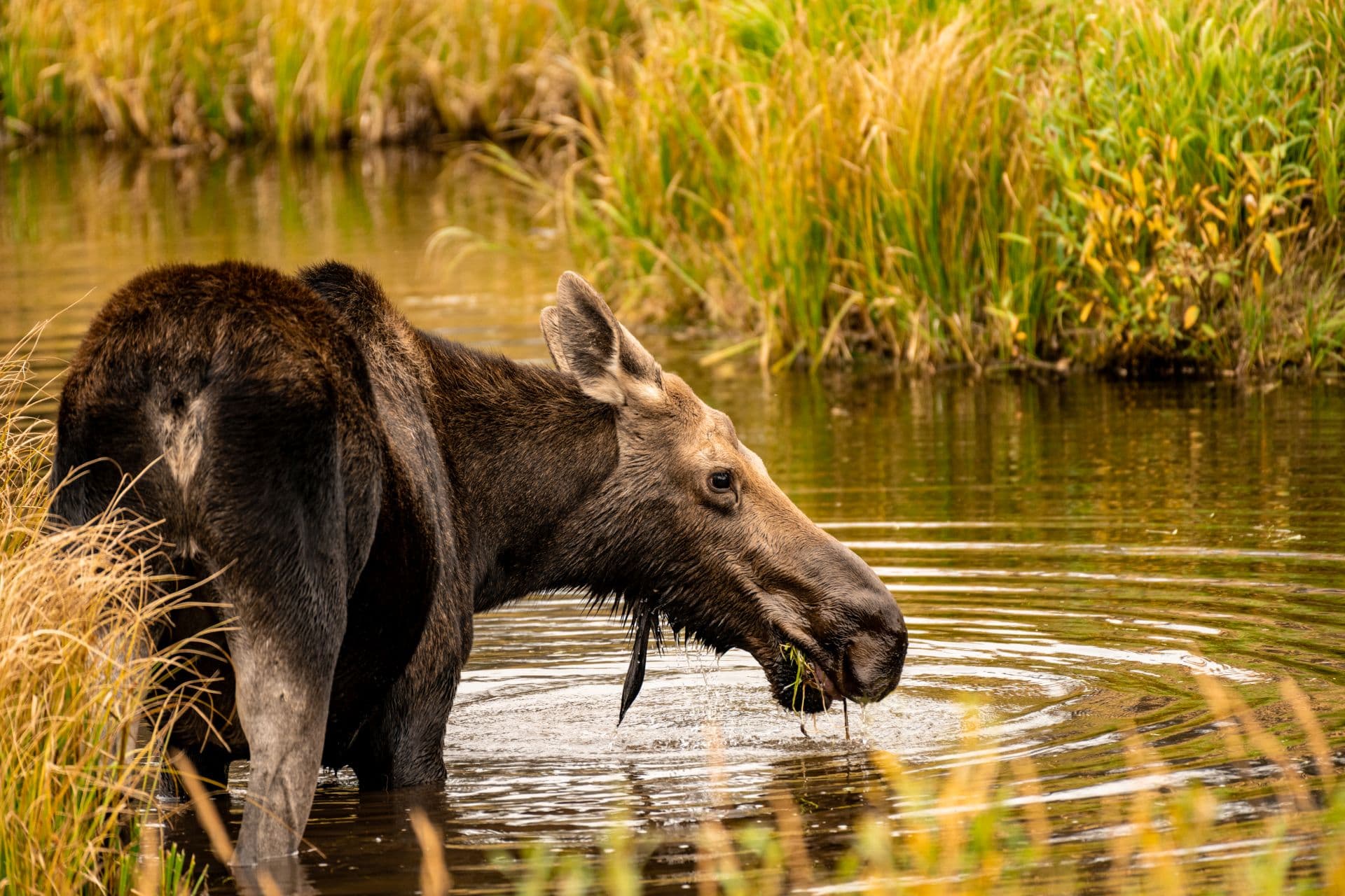 Moose near a glacier, fine art landscape print