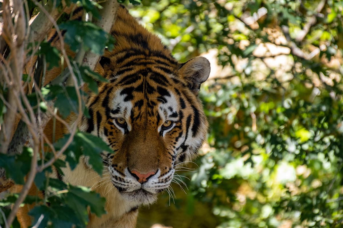 Tiger, wildlife photograph